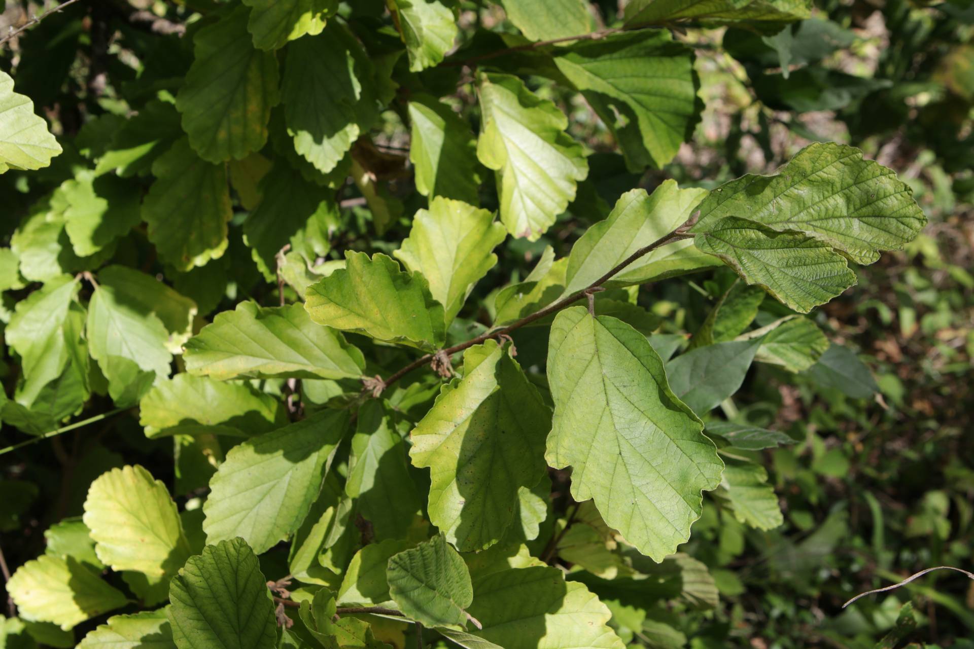 Photo of Asiatic Witch-Hazel